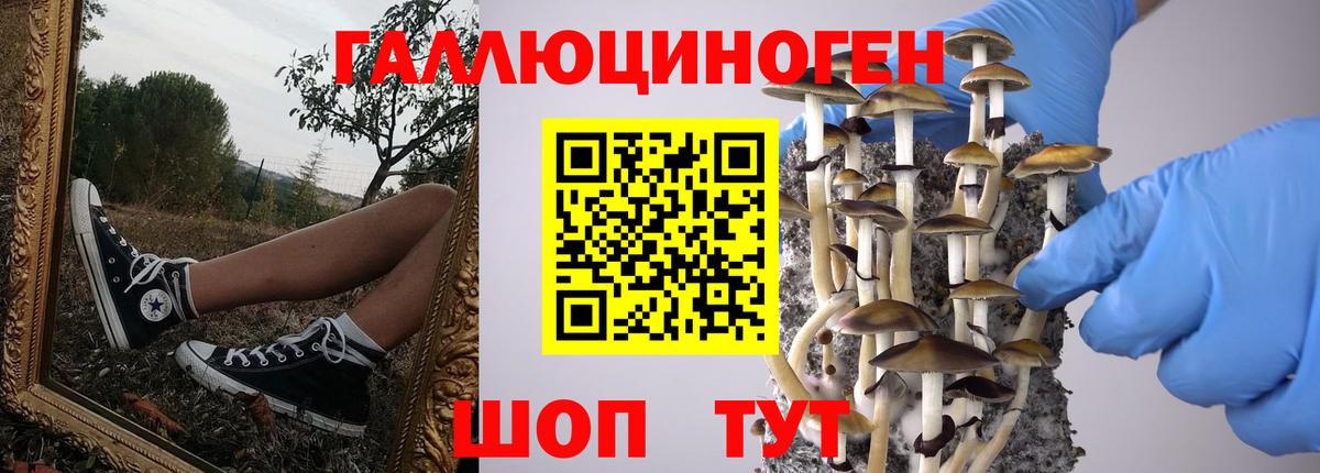 Тулун  как найти   Вход с VPN  Галлюциногенные грибы Psilocybine cubensis 